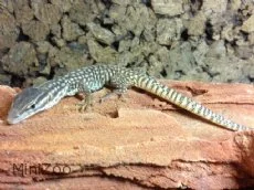 Tornhale varan (Varanus acanthurus) Guide til pasning i fangeskab